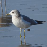 Short-billed Gull